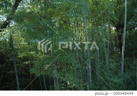 竹林 109349444