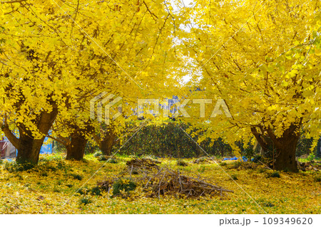 祖父江町のイチョウ（愛知県稲沢市） 109349620