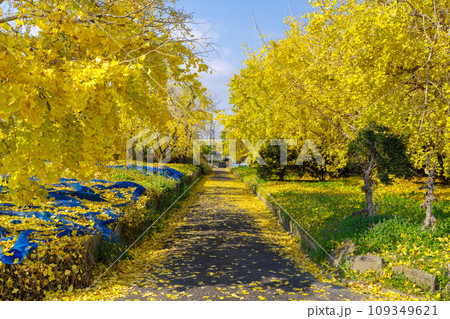 祖父江町のイチョウ（愛知県稲沢市） 109349621