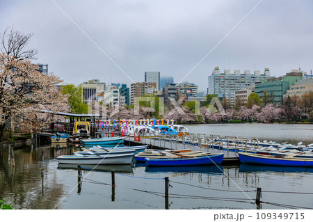 東京　台東区　上野恩賜公園　雨の降る不忍池と満開の桜（ボート乗り場） 109349715