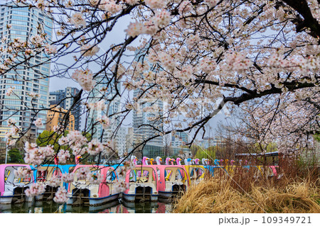 東京　台東区　上野恩賜公園　雨の降る不忍池と満開の桜 109349721