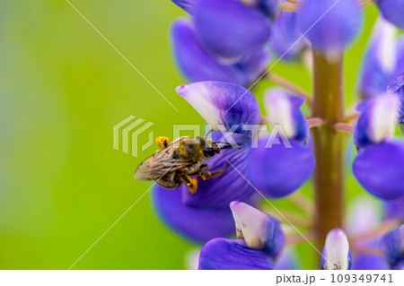 紫色のルピナスと花粉を集める蜜蜂 109349741