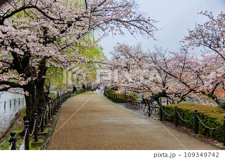 東京　台東区　上野恩賜公園　雨の降る不忍池と満開の桜 109349742
