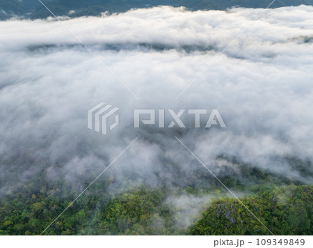 Tropical forests can absorb large amounts of carbon dioxide from the atmosphere. Tropical forests can absorb large amounts of carbon dioxide from the atmosphere. 109349849