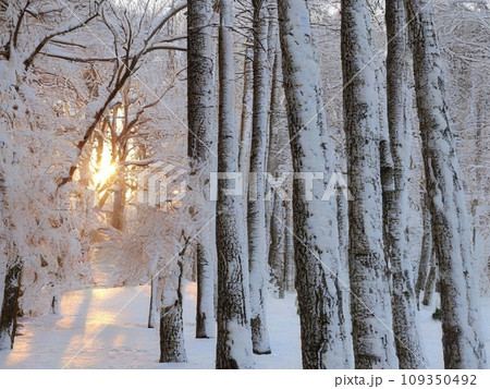 雪景色 雪景色 109350492
