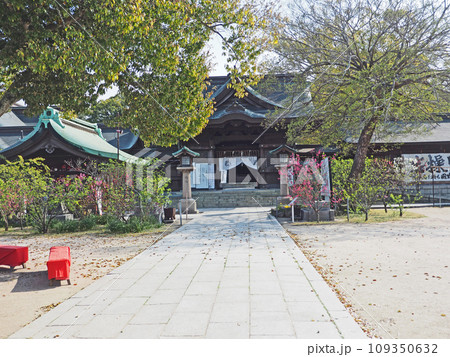 福岡県直方市のキクモモ咲く多賀神社の境内 109350632