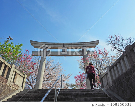 桃の花の美しい福岡県直方市の多賀神社参道 桃の花の美しい福岡県直方市の多賀神社参道 109350633