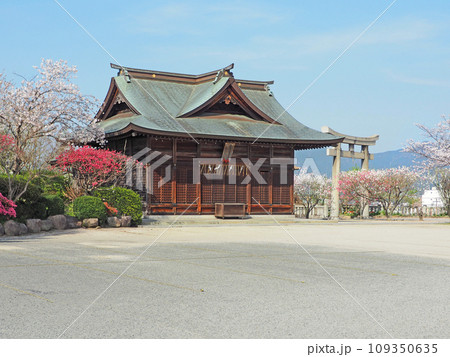 桃の名所直方市の多賀神社蛭子社と桃の花 109350635