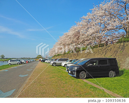 福岡県直方市の遠賀川河川敷の桜並木と菜の花咲く風景 福岡県直方市の遠賀川河川敷の桜並木と菜の花咲く風景 109350636