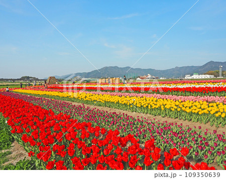 福岡県直方市の遠賀川河川敷のチューリップと桜 109350639