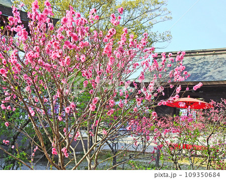 福岡県直方市の桃の花咲く多賀神社境内の赤い傘と緋毛氈の椅子 109350684