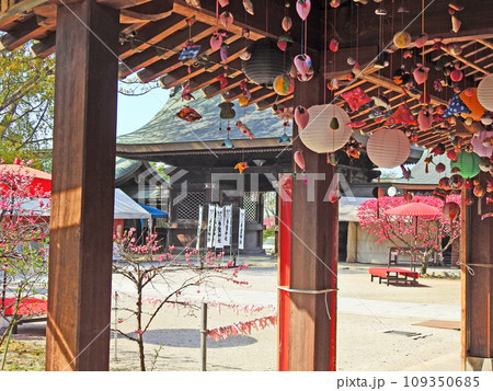 キクモモ咲く福岡県直方市の多賀神社さげもん飾り 109350685