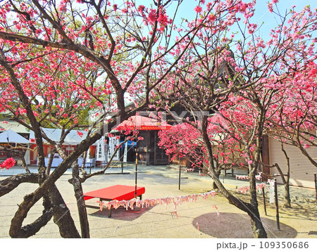 福岡県直方市の桃の花咲く多賀神社境内の赤い傘と緋毛氈の椅子 福岡県直方市の桃の花咲く多賀神社境内の赤い傘と緋毛氈の椅子 109350686