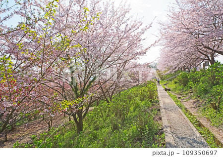福岡県田川市の花見スポット金山桜アジサイ園 福岡県田川市の花見スポット金山桜アジサイ園 109350697