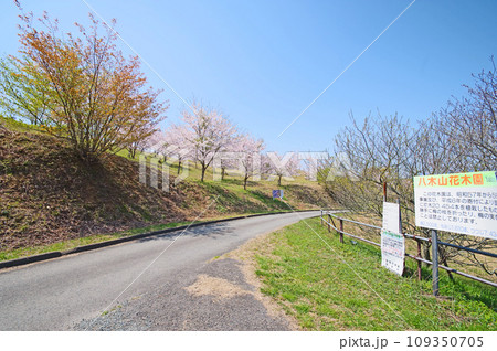福岡県飯塚市にある四季折々の花木が楽しめる八木山花木園 福岡県飯塚市にある四季折々の花木が楽しめる八木山花木園 109350705