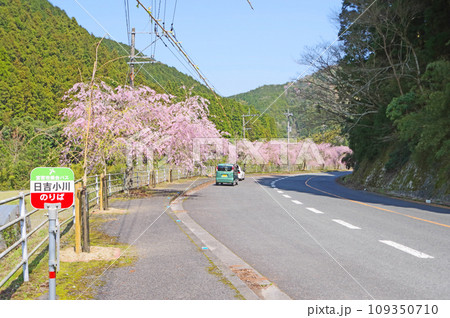 福岡県宮若市の桜の名所八木山川沿いの枝垂桜並木 福岡県宮若市の桜の名所八木山川沿いの枝垂桜並木 109350710