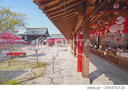 キクモモ咲く福岡県直方市の多賀神社さげもん飾り キクモモ咲く福岡県直方市の多賀神社さげもん飾り 109350718