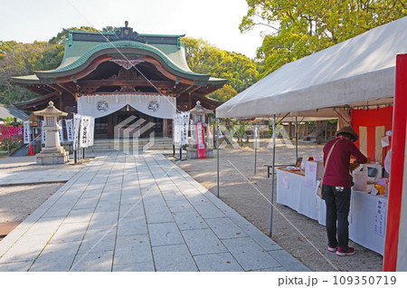 キクモモが美しく咲く福岡県直方市の多賀神社拝殿 キクモモが美しく咲く福岡県直方市の多賀神社拝殿 109350719