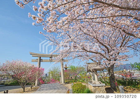 桃の花と桜の花が咲いた福岡県直方市の多賀神社 109350720
