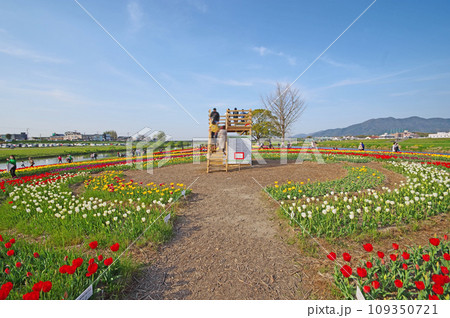 福岡県直方市の遠賀川河川敷のチューリップ畑と展望台 109350721