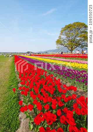 福岡県直方市の遠賀川河川敷のチューリップ畑 109350725