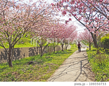 福岡県田川市の花見スポット金山桜アジサイ園 福岡県田川市の花見スポット金山桜アジサイ園 109350733