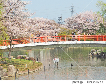 福岡県飯塚市の勝盛公園朱塗りの橋と池を泳ぐ黒鳥 福岡県飯塚市の勝盛公園朱塗りの橋と池を泳ぐ黒鳥 109350744