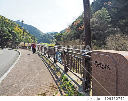 福岡県宮若市の桜の名所八木山川沿いの枝垂桜並木 109350752