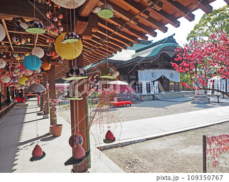 キクモモ咲く福岡県直方市の多賀神社さげもん飾り キクモモ咲く福岡県直方市の多賀神社さげもん飾り 109350767