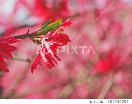 花弁が細くて菊に似た落葉小高木のキクモモ 109350768