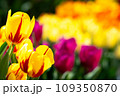 陽に透ける黄色いチューリップ 109350870