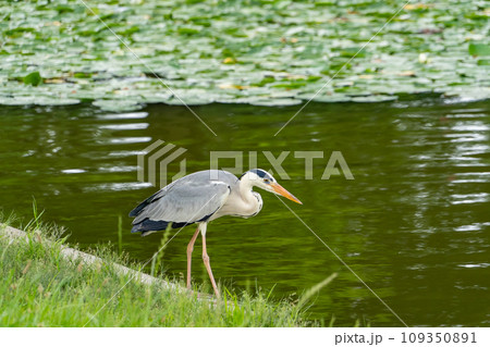東京都　水元公園　蓮の葉が広がる池とアオサギ 109350891