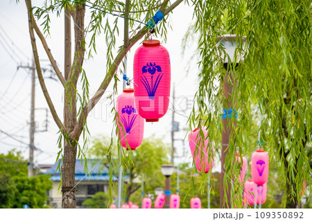 東京都　水元公園　菖蒲まつり（6月上旬） 109350892