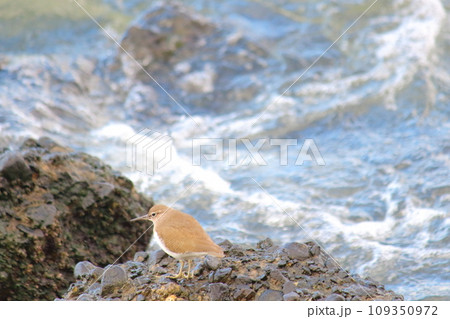 岩場にとまる水鳥_イソシギ 岩場にとまる水鳥_イソシギ 109350972