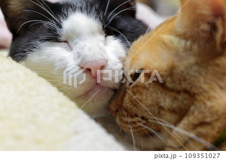 白黒猫と茶トラ猫 109351027