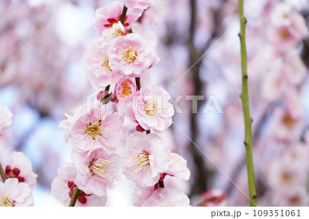 桜 桜 109351061