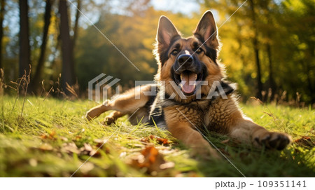 Happy german shepherd dog on green grass with fish eye lens 109351141