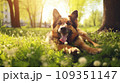 Happy german shepherd dog on green grass with fish eye lens 109351147