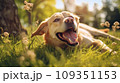 Happy dog on green grass with fish eye lens 109351153