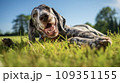 Happy dog on green grass with fish eye lens 109351155