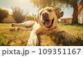 Happy dog on green grass with fish eye lens 109351167