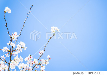 うららかな春の季節に映える桜と春の日差し(観光スポット 立田自然公園)(熊本市中央区黒髪) うららかな春の季節に映える桜と春の日差し(観光スポット 立田自然公園)(熊本市中央区黒髪) 109351186