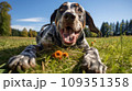 Happy dog on green grass with fish eye lens 109351358