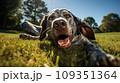Happy dog on green grass with fish eye lens 109351364