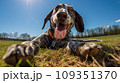 Happy dog on green grass with fish eye lens 109351370