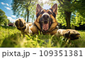 Happy german shepherd dog on green grass with a fish eye lens 109351381