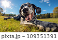 Happy dog on green grass with fish eye lens 109351391