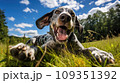 Happy dog on green grass with fish eye lens 109351392