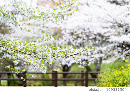 うららかな春の季節に映える桜の花 (観光スポット 立田自然公園)(熊本市中央区黒髪) うららかな春の季節に映える桜の花 (観光スポット 立田自然公園)(熊本市中央区黒髪) 109351504
