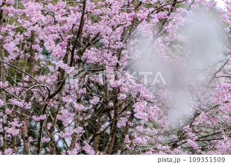 うららかな春の季節に映える桜の花 (観光スポット 立田自然公園)(熊本市中央区黒髪) うららかな春の季節に映える桜の花 (観光スポット 立田自然公園)(熊本市中央区黒髪) 109351509